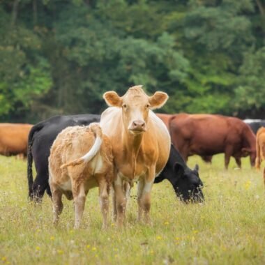 Benefits Of Pasture-Raised Pork