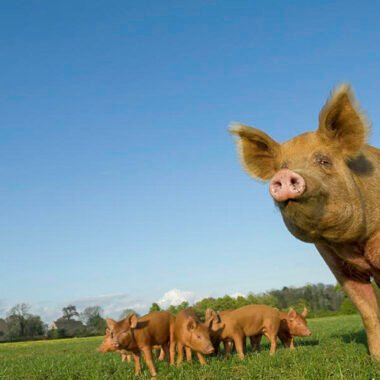 Tablelands Farm to Fork Prime Cuts at Your Doorstep: Quality Beef Delivered!