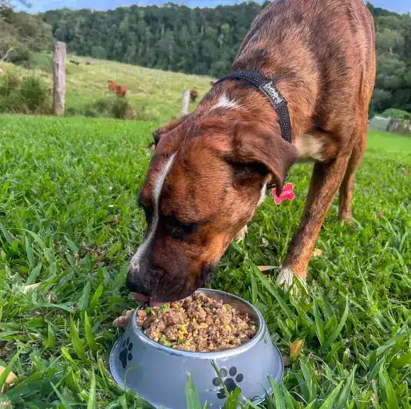 10kg Chef Inspired Dog Food