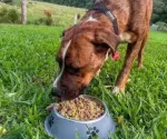 10kg Chef Inspired Dog Food