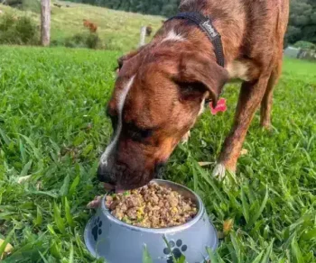 10kg Chef Inspired Dog Food