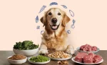 hungertail_blog_image1